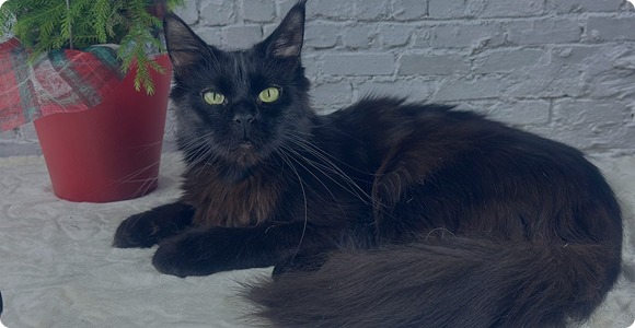 photo cat