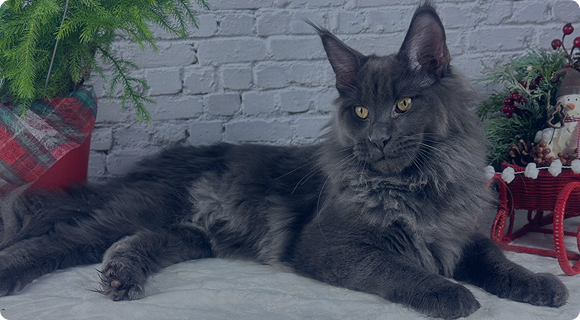 photo cat