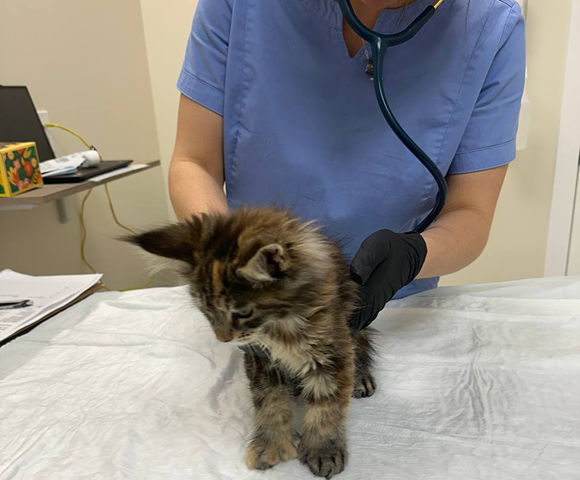 photo visit to the doctor