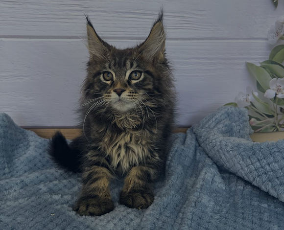 photo cat