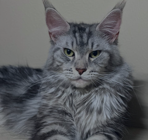 photo cat
